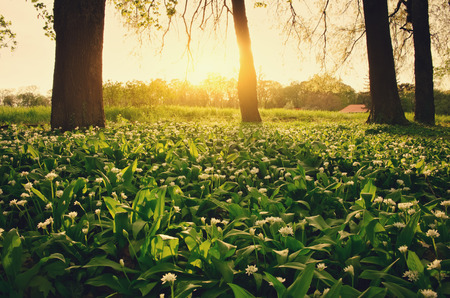 Wild garlic on the forest