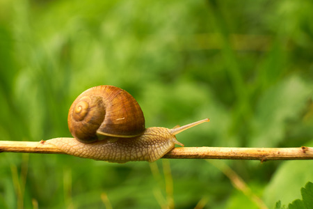 Snail on the leafの写真素材