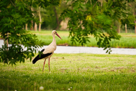 Stork on the meadowの写真素材