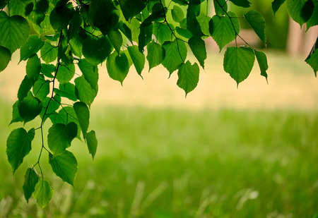 Green leaves background