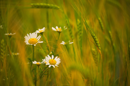 Daisy flower on summer wheat fieldの写真素材