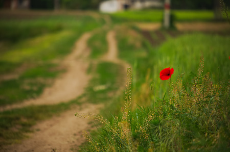Red poppy on spring wheat fieldの写真素材