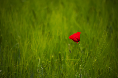 Red poppy on spring wheat fieldの写真素材
