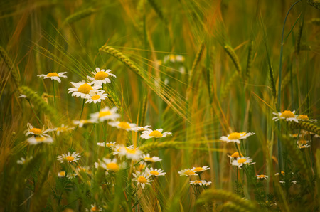 Daisy flower on summer wheat fieldの写真素材