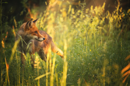 Fox on the summer forestの写真素材
