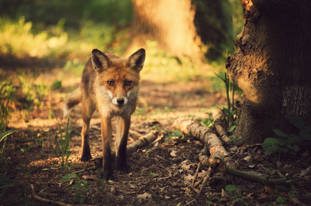 Fox on the summer forestの写真素材