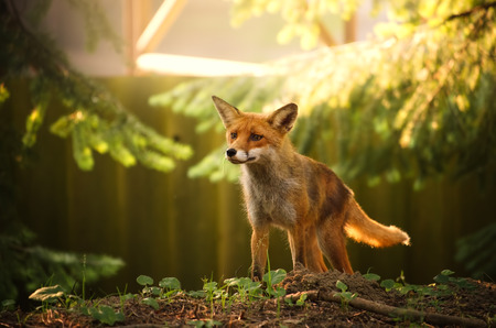 Fox on the summer forest