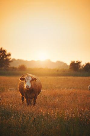 Cows on pastureの写真素材