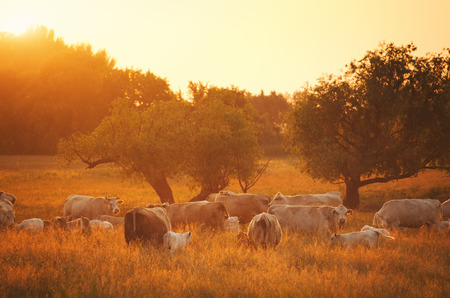 Cows on pastureの写真素材