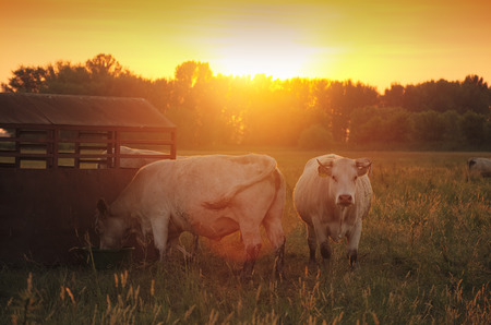 Cows on pastureの写真素材