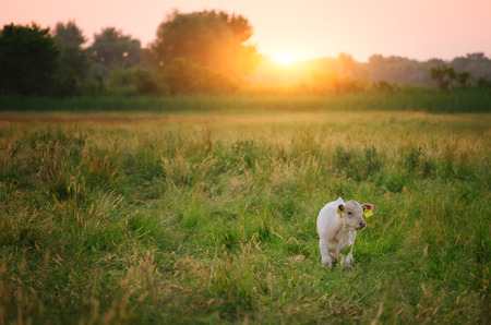 Calf on pastureの写真素材