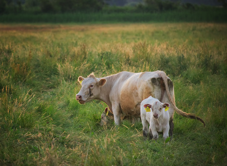 Cows on pastureの写真素材