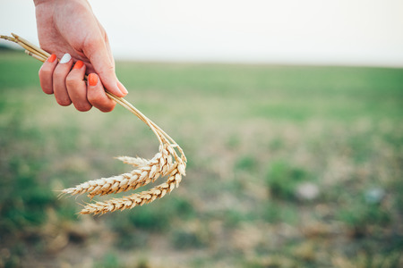 Woman hand on wheatfieldの写真素材
