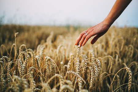 Woman hand on wheatfieldの写真素材