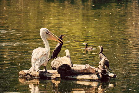 Birds on lakeの写真素材