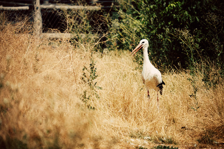 Storkの写真素材