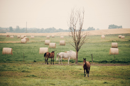 Horses on pastureの写真素材