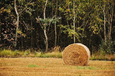 Bales on a fieldの写真素材