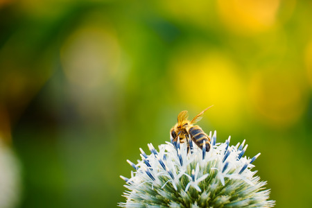 Bee on a flowerの写真素材