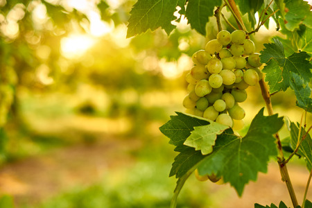 White ripe grape clustersの写真素材