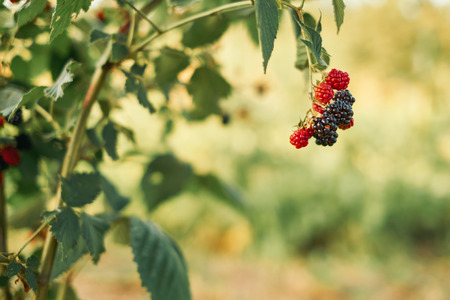 Raspberries on a bush