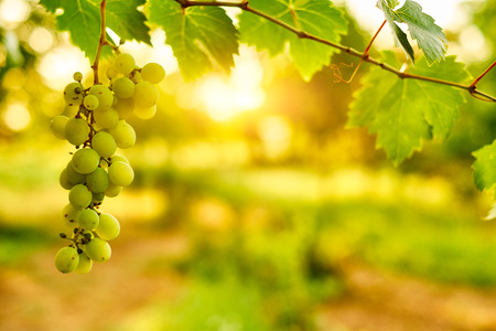White ripe grape clustersの写真素材
