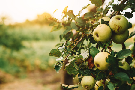 Green apples on treeの写真素材