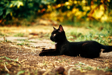 Black kittenの写真素材