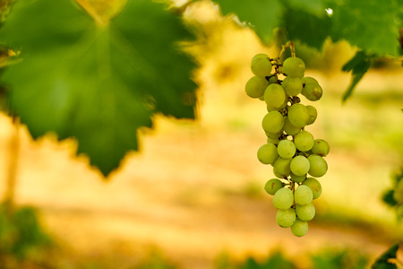 White ripe grape clustersの写真素材