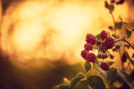 Raspberries on a bushの写真素材