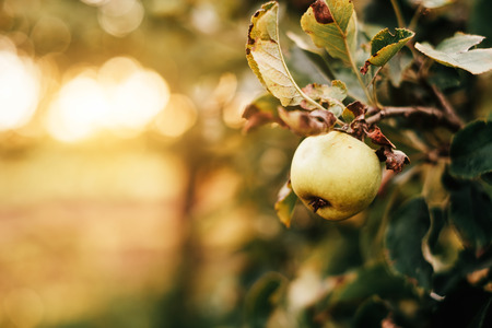 Green apples on tree
