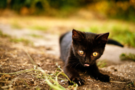 Black kittenの写真素材