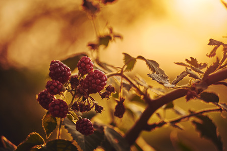 Raspberries on a bushの写真素材