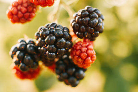 Raspberries on a bushの写真素材