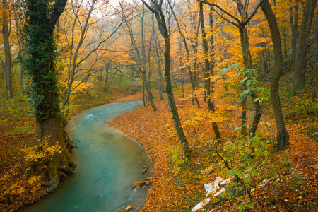 Flowing stream in colorful autumn forestの写真素材
