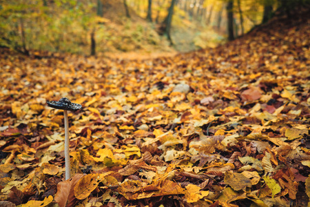 Magpie inkcap mushroom in autumn forestの写真素材