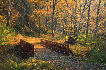 Bridge on autumn forestの写真素材