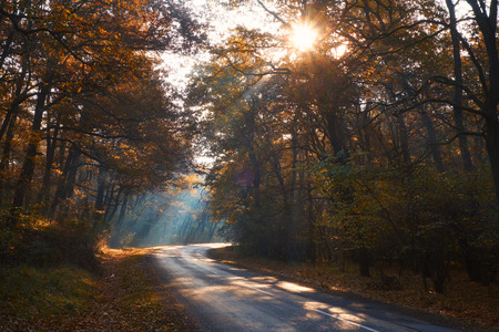 autumn roadの写真素材