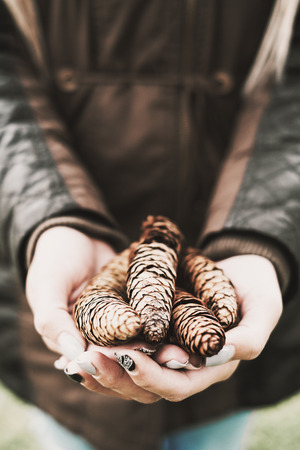 Pine cones in woman's handの写真素材