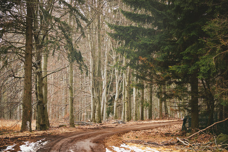 Path in pine forestの写真素材