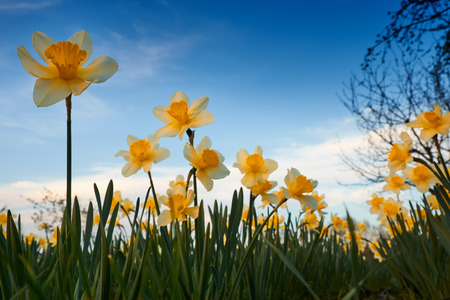 Wild daffodils in the gardenの写真素材