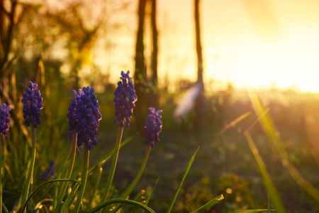 Grape hyacinth in the gardenの写真素材
