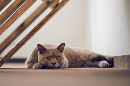 Purebred British Shorthair cat indoor portraitの写真素材