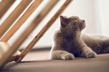 Purebred British Shorthair cat indoor portraitの写真素材