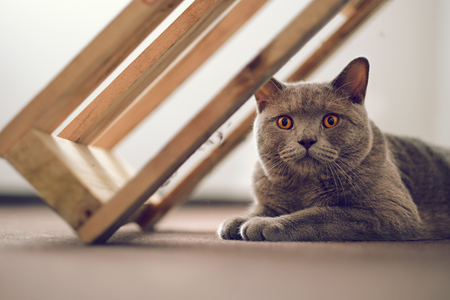 Purebred British Shorthair cat indoor portraitの写真素材