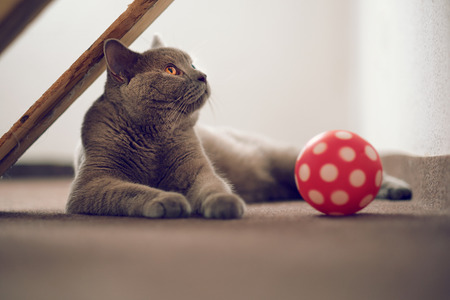 Purebred British Shorthair cat indoor portraitの写真素材