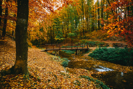 Bridge over the stream in autumn forestの写真素材
