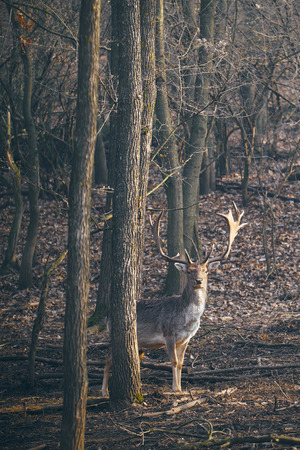 Fallow deerの写真素材