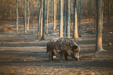 Wild boar, sus scofaの写真素材