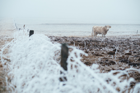 Cow in the winter pastureの写真素材